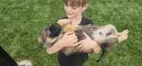 Rush, a male German Shepherd Dog for sale in Omaha, NE – 6 of 10