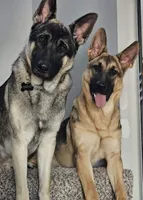 Loki, a male German Shepherd Dog for sale in Omaha, NE – 3 of 7