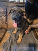 Bubs, a male German Shepherd Dog for sale in Omaha, NE – 10 of 10