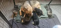 Rush, a male German Shepherd Dog for sale in Omaha, NE – 7 of 10