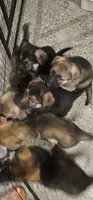 Rush, a male German Shepherd Dog for sale in Omaha, NE – 5 of 10