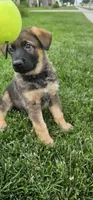 Gidget, a male German Shepherd Dog for sale in Omaha, NE – 7 of 7