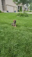 Gidget, a male German Shepherd Dog for sale in Omaha, NE – 5 of 7