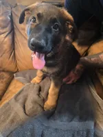 Bubs, a male German Shepherd Dog for sale in Omaha, NE – 4 of 10