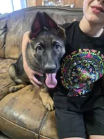 Bubs, a male German Shepherd Dog for sale in Omaha, NE – 9 of 10