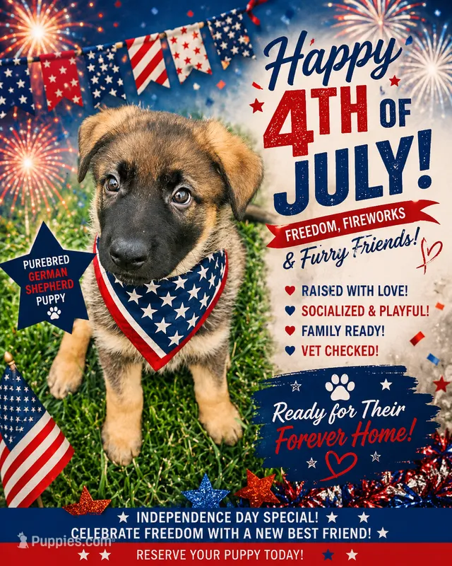 Rush – German Shepherd Dog puppy for sale in Omaha, NE