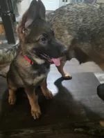 Bubs, a male German Shepherd Dog for sale in Omaha, NE – 6 of 10