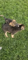 Gidget, a male German Shepherd Dog for sale in Omaha, NE – 4 of 7