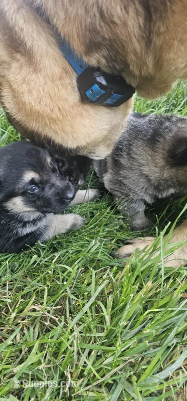 Brownie – German Shepherd Dog puppy for sale in Omaha, NE