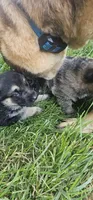 Brownie, a female German Shepherd Dog for sale in Omaha, NE – 1 of 1