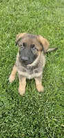 Rush, a male German Shepherd Dog for sale in Omaha, NE – 2 of 10