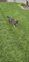 Rush, a male German Shepherd Dog for sale in Omaha, NE – 3 of 10