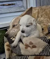 LOVE, a female Australian Cattle Dog for sale in Colorado Springs, CO – Photo 10 of 10