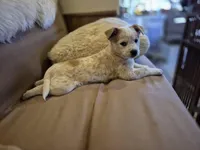 LOVE, a female Australian Cattle Dog for sale in Colorado Springs, CO – Photo 4 of 10