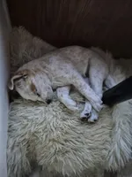 LOVE, a female Australian Cattle Dog for sale in Colorado Springs, CO – Photo 5 of 10