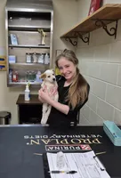 LOVE, a female Australian Cattle Dog for sale in Colorado Springs, CO – Photo 6 of 10