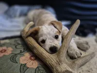 LOVE, a female Australian Cattle Dog for sale in Colorado Springs, CO – Photo 3 of 10