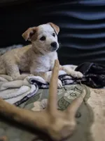LOVE, a female Australian Cattle Dog for sale in Colorado Springs, CO – Photo 8 of 10