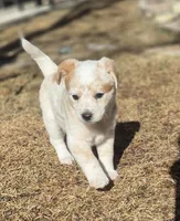 LOVE, a female Australian Cattle Dog for sale in Colorado Springs, CO – Photo 9 of 10