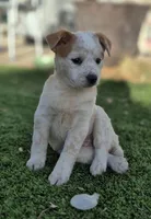 LOVE, a female Australian Cattle Dog for sale in Colorado Springs, CO – Photo 1 of 10