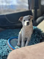 LOVE, a female Australian Cattle Dog for sale in Colorado Springs, CO – Photo 2 of 10