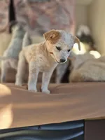 LOVE, a female Australian Cattle Dog for sale in Colorado Springs, CO – Photo 7 of 10