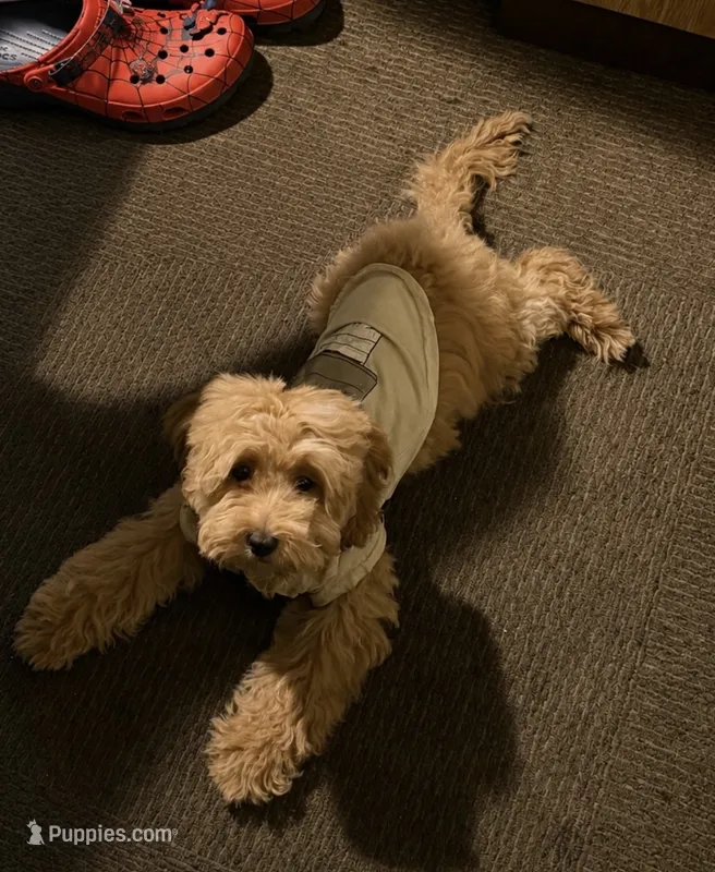 Bonnie – Cockapoo puppy for sale in Las Vegas, NV