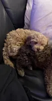 Bonnie Graham, a female Cockapoo for sale in Las Vegas, NV – 4 of 4