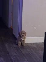 Bonnie Graham, a female Cockapoo for sale in Las Vegas, NV – 2 of 4