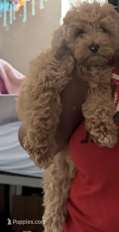 Bonnie Graham – Cockapoo puppy for sale in Las Vegas, NV