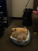 Bonnie Graham, a female Cockapoo for sale in Las Vegas, NV – 3 of 4