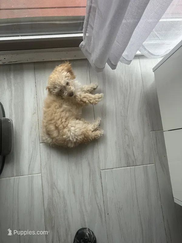 Cale – Bichpoo puppy for sale in Staten Island, NY