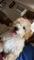 Cale, a male Bichpoo for sale in Staten Island, NY – 2 of 4