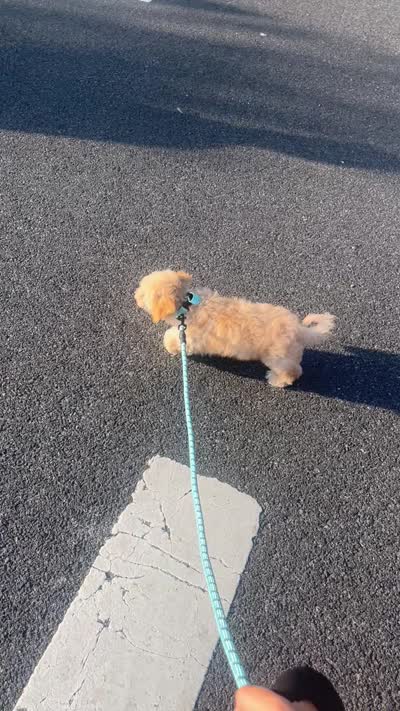 Cale, a male Bichpoo for sale in Staten Island, NY – 4 of 4