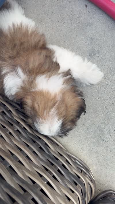 Puppy 1, a male Shih Tzu for sale in Downey, CA – 5 of 5