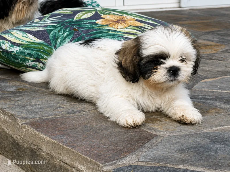 Male  – Shih Tzu puppy for sale in Downey, CA