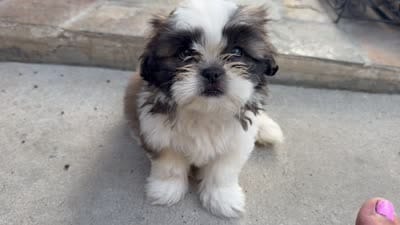 Puppy 1, a male Shih Tzu for sale in Downey, CA – 4 of 5
