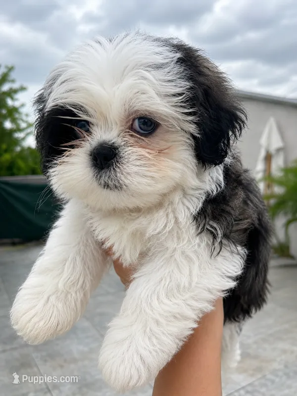 Puppy 2 – Shih Tzu puppy for sale in Downey, CA