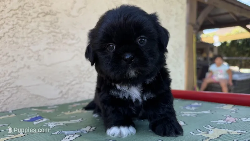 Puppy 1  – Shih Tzu puppy for sale in Paramount, CA