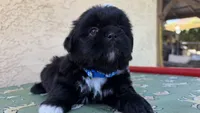 Puppy 1 , a male Shih Tzu for sale in Paramount, CA – Photo 4 of 5