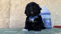 Puppy 1 , a male Shih Tzu for sale in Paramount, CA – Photo 3 of 5