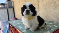 Puppy 2, a male Shih Tzu for sale in Paramount, CA – Photo 2 of 4