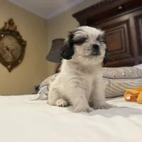 Puppy 1, a female Shih Tzu for sale in Downey, CA – 2 of 4