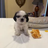 Puppy 1, a female Shih Tzu for sale in Downey, CA – 3 of 4