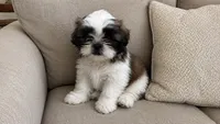 Puppy 1, a male Shih Tzu for sale in Downey, CA – 3 of 5