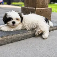 Male , a male Shih Tzu for sale in Downey, CA – 2 of 2