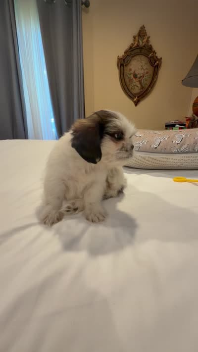 Puppy 1, a female Shih Tzu for sale in Downey, CA – 4 of 4