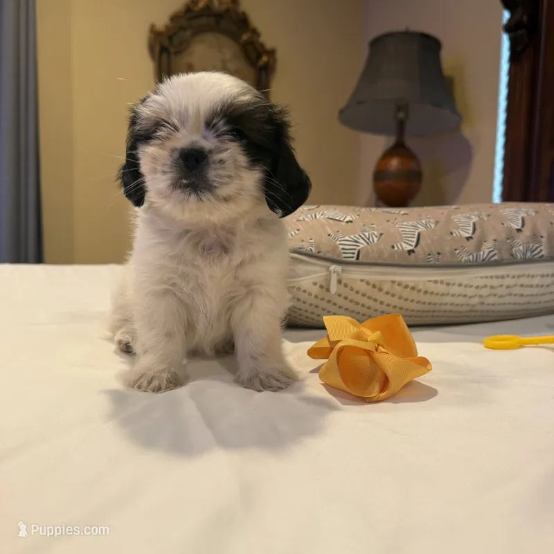 Puppy 1 – Shih Tzu puppy for sale in Downey, CA