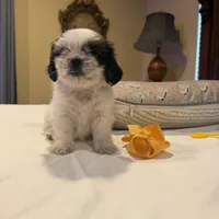Puppy 1, a female Shih Tzu for sale in Downey, CA – 1 of 4