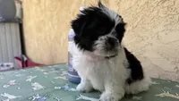 Puppy3, a male Shih Tzu for sale in Paramount, CA – Photo 2 of 5